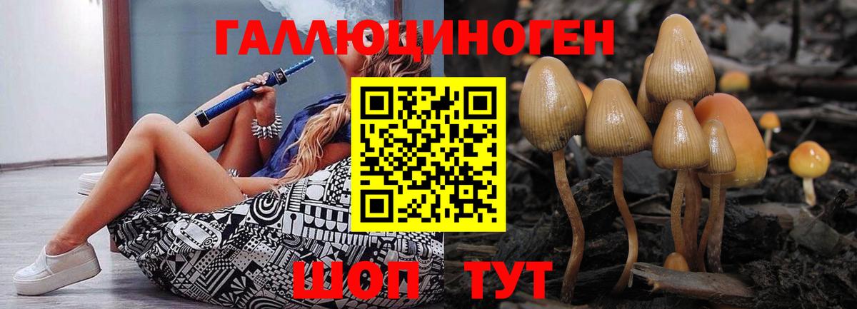 Псилоцибиновые грибы Cubensis Курчалой